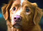 Good Boy kinh dị qua góc nhìn của em chó càng thêm hãi